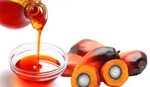 Mengenal Kelapa Sawit sebagai Bahan Utama Crude Palm Oil (CPO)