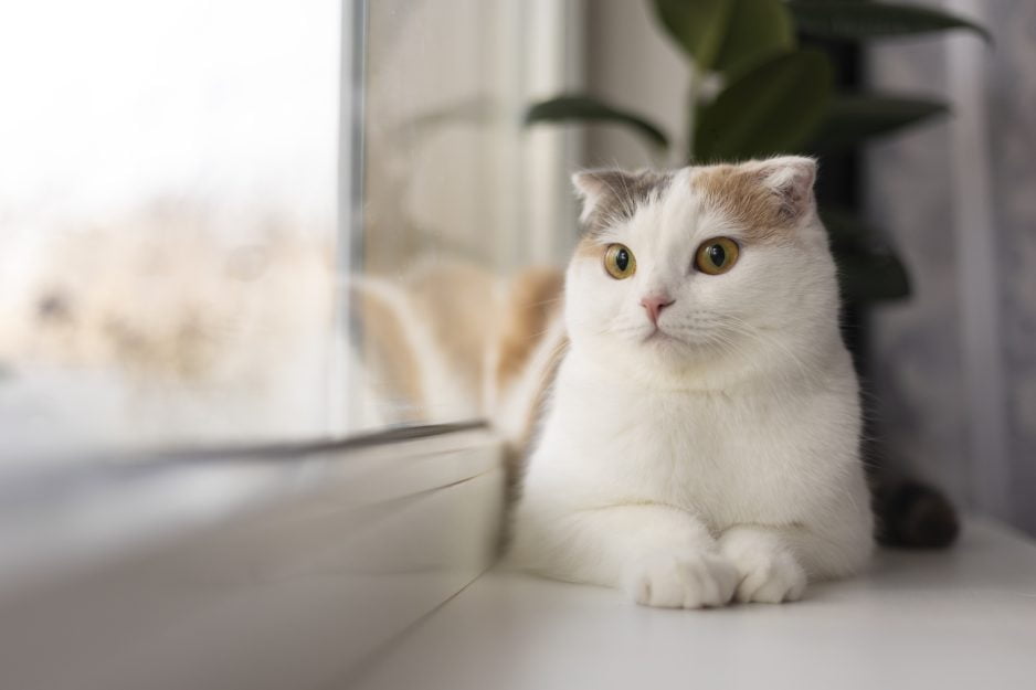 5 Alasan Yang Bikin Kamu Sayang Sama Kucing!